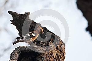 African Hoopoe on a tree