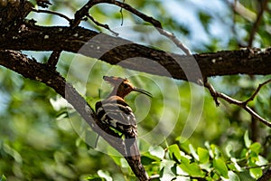 African hoopoe in a tree, Mokala National Park.