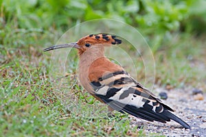 African hoopoe (upupa africana)