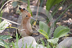 African Hoopoe - Upupa africana -