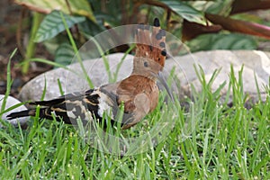 African Hoopoe - Upupa africana -