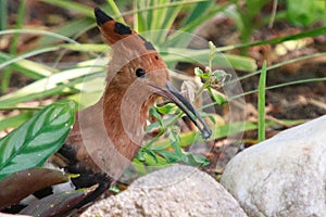 African Hoopoe - Upupa africana - with a beetle