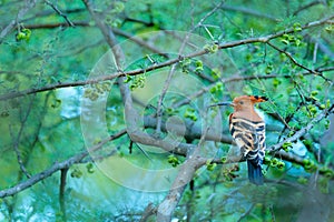 African hoopoe ,Upupa africana, nice orange bird with crest sitting on ther green tree in the summer meadow, Botswana. Beautiful