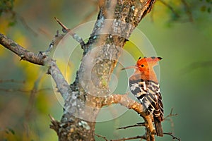 African hoopoe ,Upupa africana, nice orange bird with crest sitting on ther green tree in the summer meadow, Botswana. Beautiful