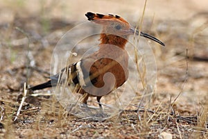 The African hoopoe Upupa africana is sitting on the ground and looking for the food. Beautiful yellow and orange bird