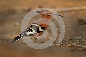 African hoopoe - Upupa africana  species of hoopoe family Upupidae, previously considered as a subspecies Upupa epops africana,