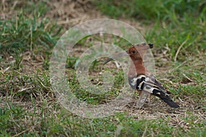 African hoopoe Upupa africana Upupidae Portrait Gras