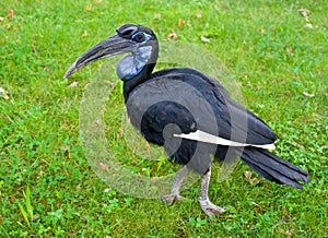 African hornbill