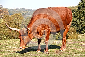 African horned bull