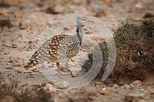 African houbara Chlamydotis undulata also Houbara bustard is relatively small bustard native to North Africa, where it lives in photo