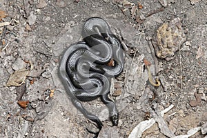 African house snake Lamprophis fuliginosus