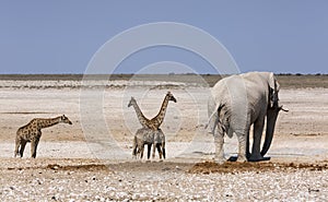 African huge elephants and giraffes in the National Park. African safari. Banner format