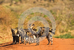 The African Hunting Dog