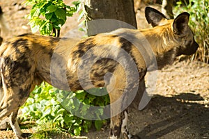 African hunting dog