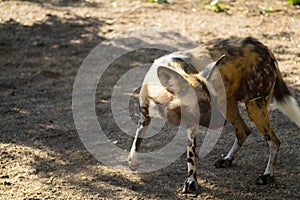 African hunting dog