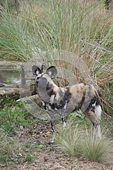 African Hunting Dog - Lycaon pictus