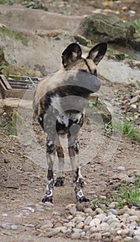 African Hunting Dog - Lycaon pictus