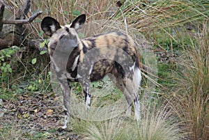 African Hunting Dog - Lycaon pictus