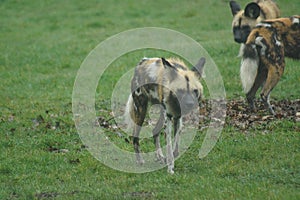 African Hunting Dog - Lycaon pictus