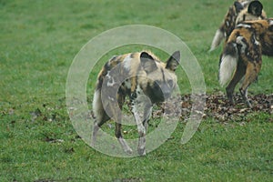 African Hunting Dog - Lycaon pictus