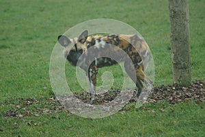 African Hunting Dog - Lycaon pictus