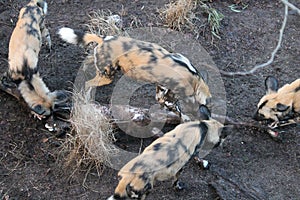 African hunting dog pack eating horse carcas