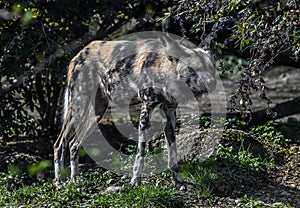 African hunting dog on the path 2
