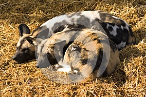 African Hunting Dogs