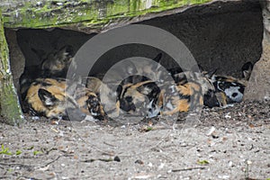 African Hunting Dogs At The Gate Artis Zoo Amsterdam The Netherlands