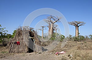 African hut with baobabs