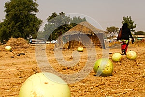 Fresh Calabash African Hut