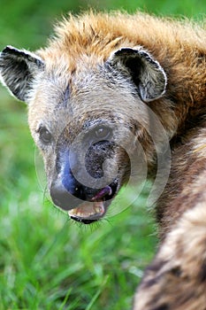 African Hyena