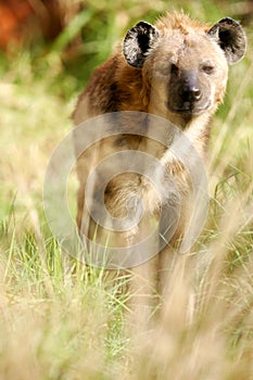 African Hyena