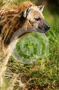 African Hyena