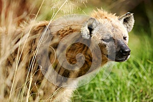 African Hyena