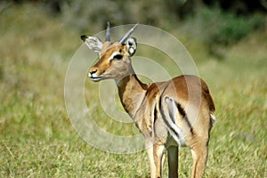 African impala