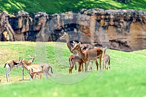 African Impala Aepyceros Melampus