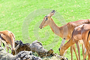 African Impala Aepyceros Melampus