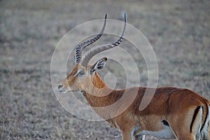 The African impala (Aepyceros melampus) has curved and spiral horns. Brown fur.