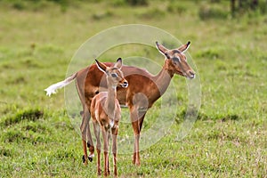 African impala with baby. Nakuru, Kenya. Africa