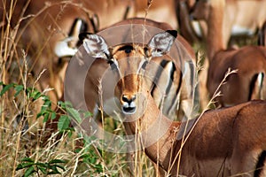 African Impala Deer