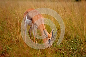 African Impala deer