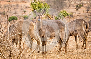 African impala in Kenya