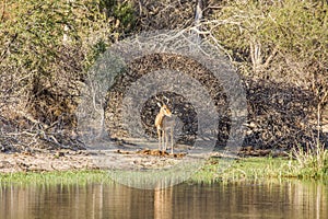 African impala in the riverbank, in Kruger park