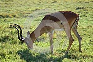 African Impala in savanna