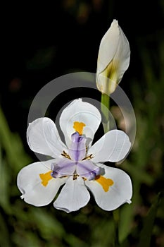 African iris with bud purple and yellow colours on petals
