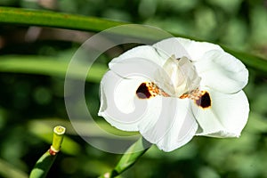 African iris (dietes bicolor) flower