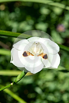 African iris (dietes bicolor) flower