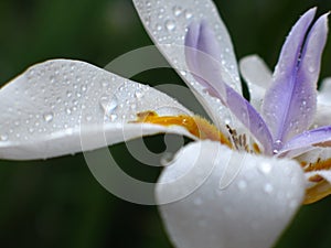 African Iris, Dietes grandiflora photo