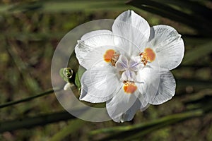 African iris, Fortnight lily or Morea iris, Dietes iridioides, on garden, Rio